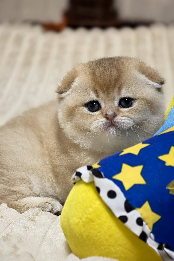 Rosi | Scottish Fold Kitten