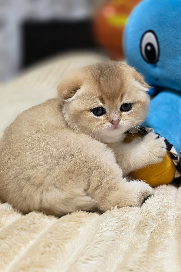 Rosi | Scottish Fold Kitten