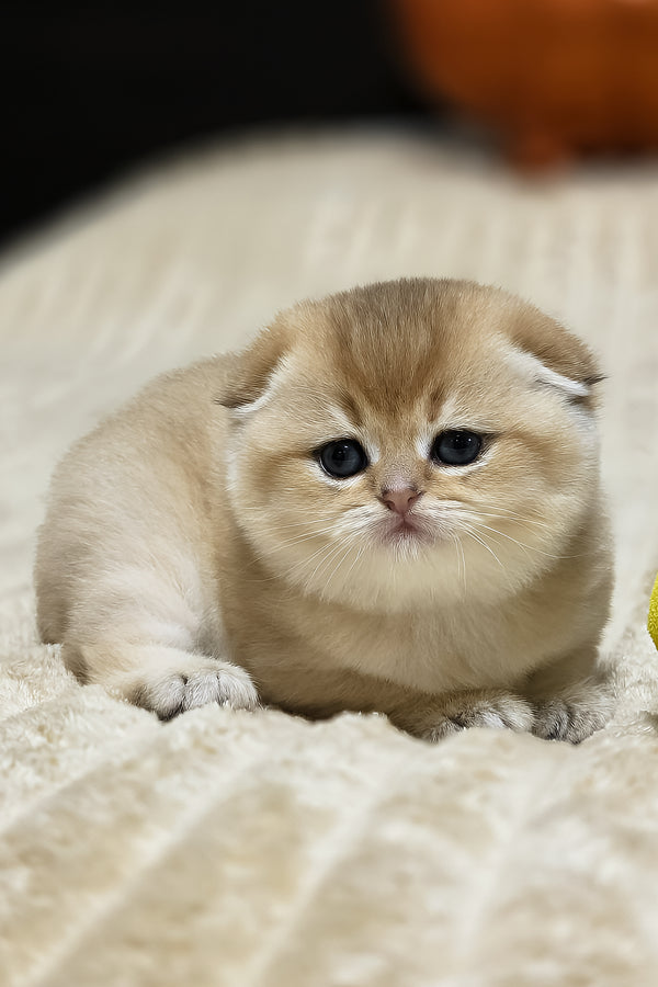 Rosi | Scottish Fold Kitten