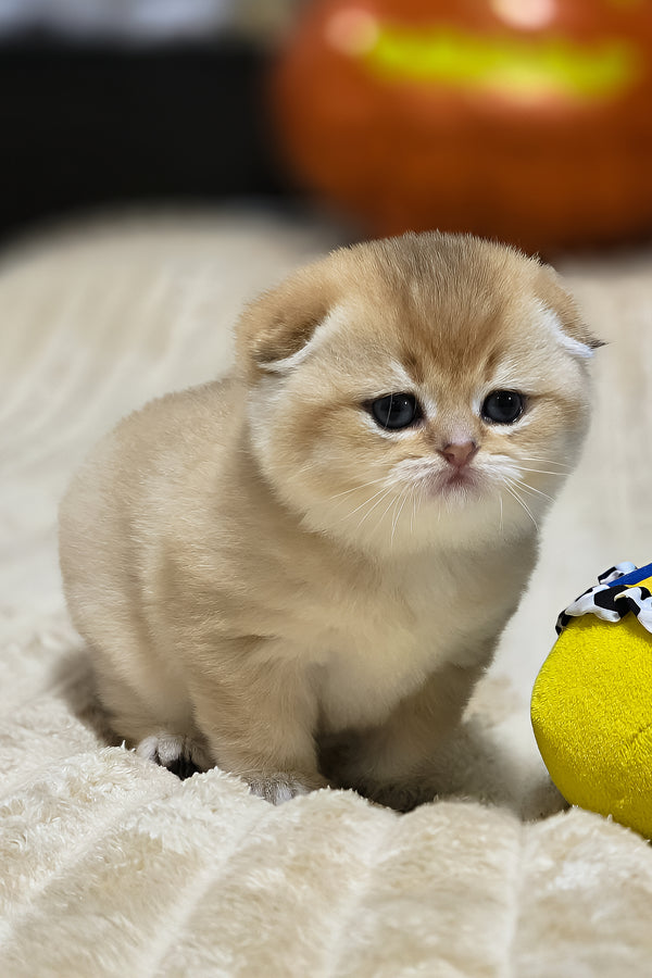 Rosi | Scottish Fold Kitten
