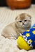 Rosi | Scottish Fold Kitten