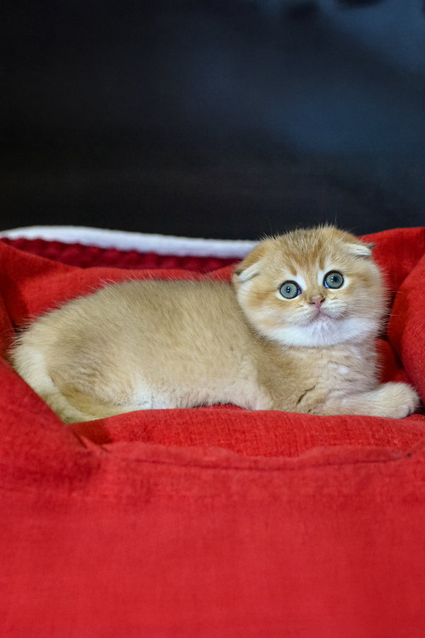 Rosi | Scottish Fold Kitten