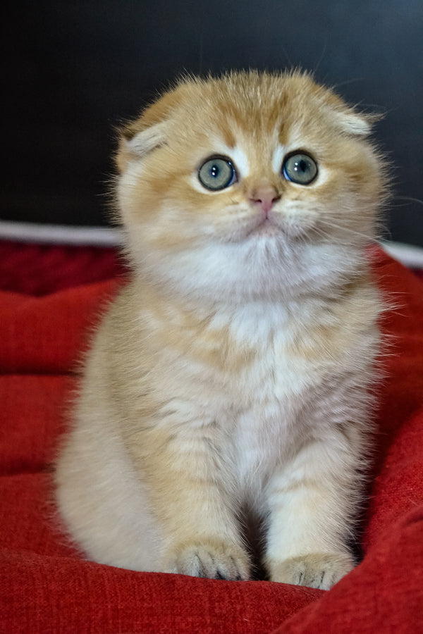 Rosi | Scottish Fold Kitten