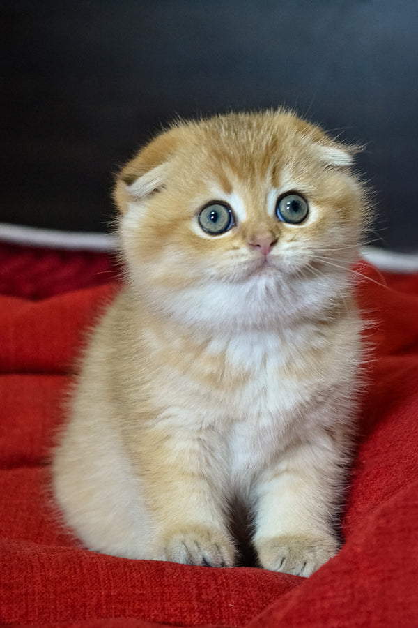 Rosi | Scottish Fold Kitten
