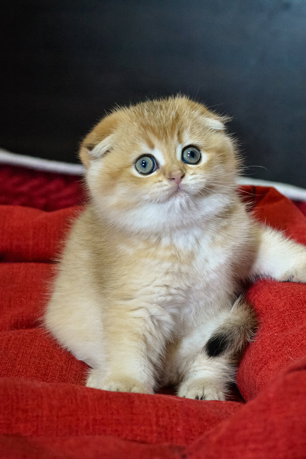 Rosi | Scottish Fold Kitten