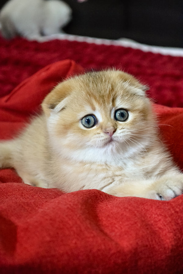 Rosi | Scottish Fold Kitten