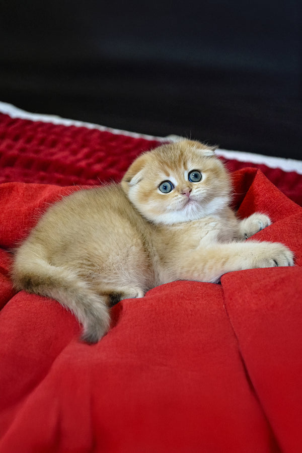 Rosi | Scottish Fold Kitten