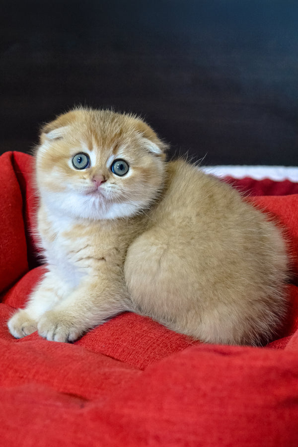 Rosi | Scottish Fold Kitten