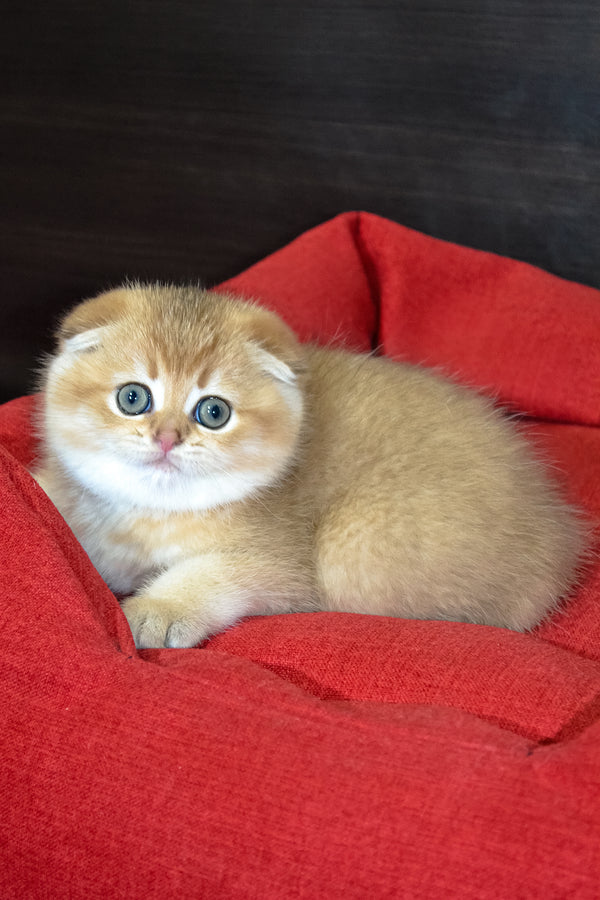 Rosi | Scottish Fold Kitten