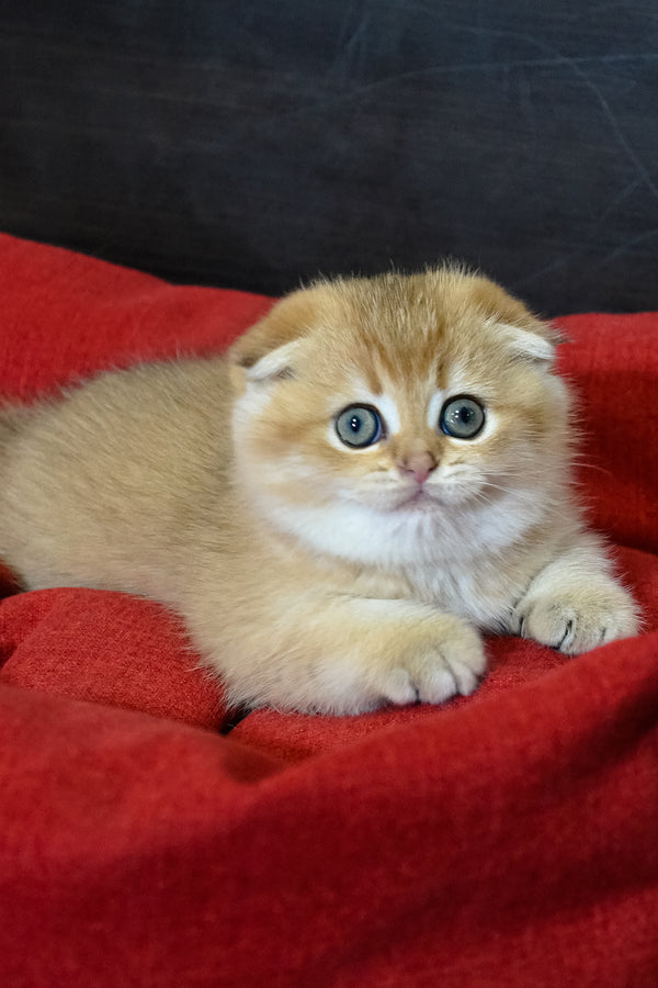 Rosi | Scottish Fold Kitten