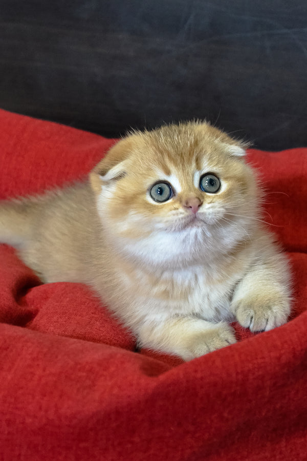 Rosi | Scottish Fold Kitten