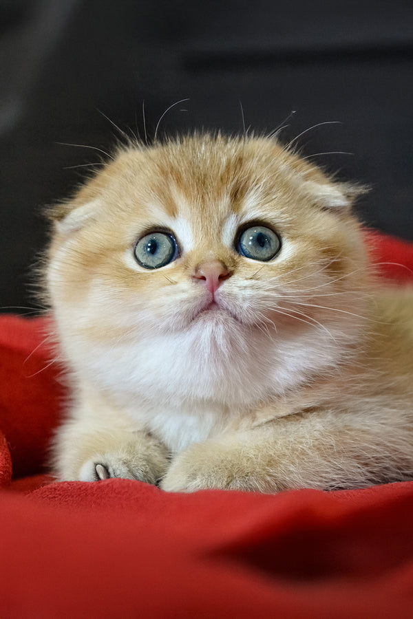 Rosi | Scottish Fold Kitten