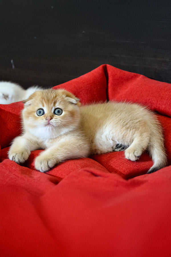 Rosi | Scottish Fold Kitten