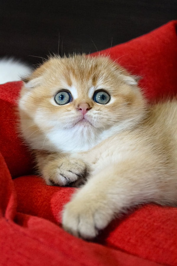 Rosi | Scottish Fold Kitten