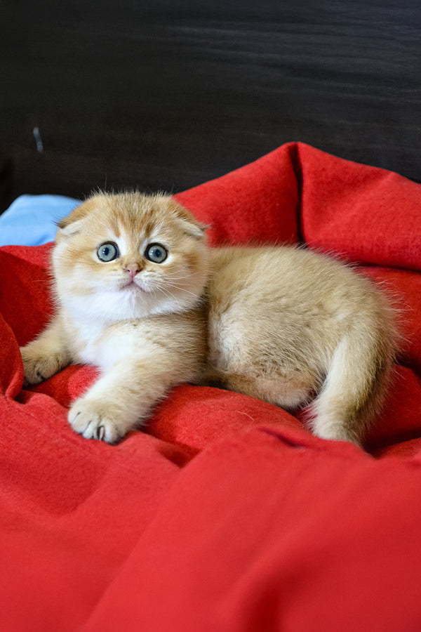 Rosi | Scottish Fold Kitten