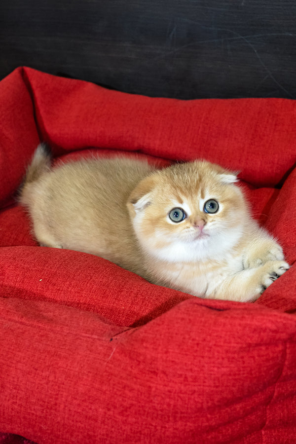 Rosi | Scottish Fold Kitten