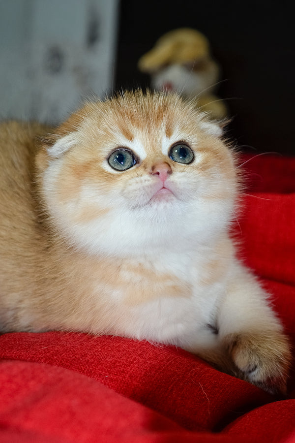 Rosi | Scottish Fold Kitten