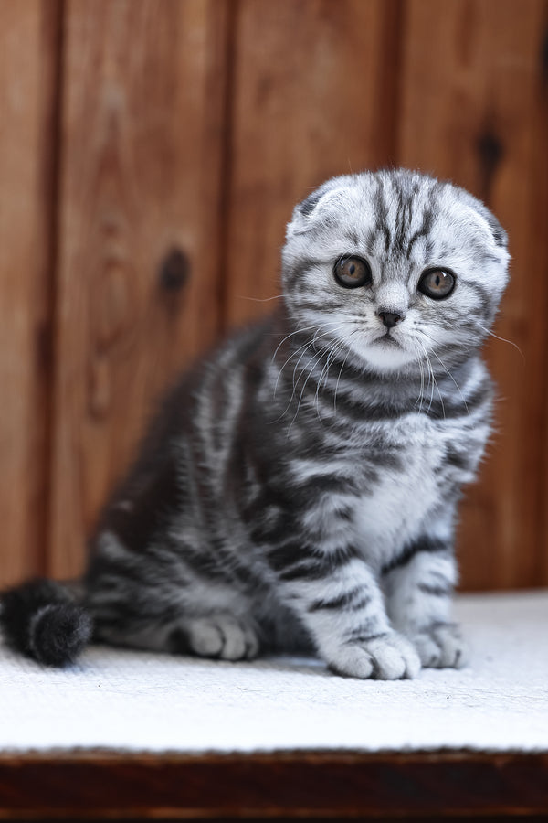 Rosie | Scottish Fold Kitten
