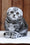 Rosie | Scottish Fold Kitten