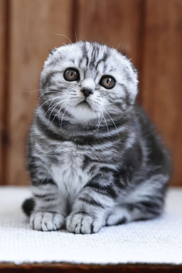 Rosie | Scottish Fold Kitten