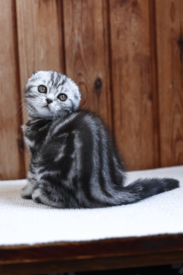 Rosie | Scottish Fold Kitten