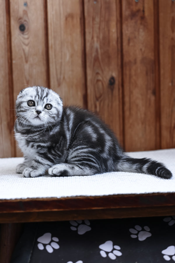 Rosie | Scottish Fold Kitten