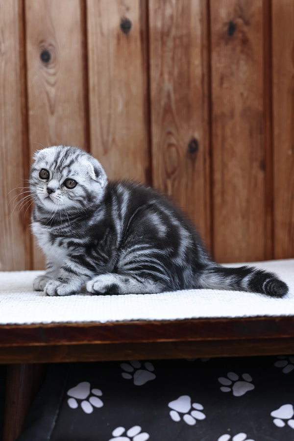 Rosie | Scottish Fold Kitten