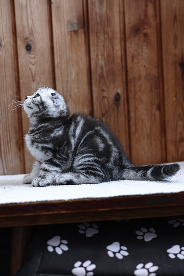 Rosie | Scottish Fold Kitten