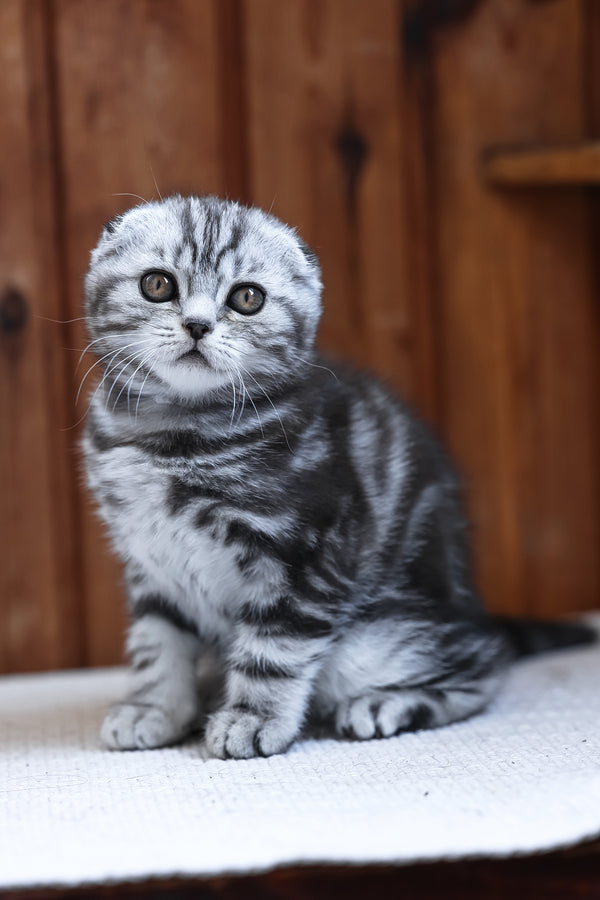 Rosie | Scottish Fold Kitten