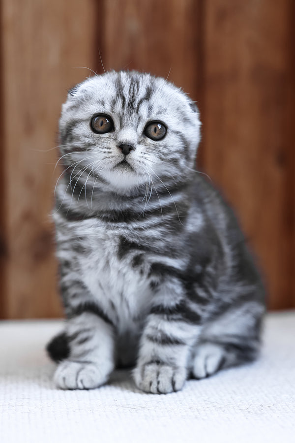 Rosie | Scottish Fold Kitten
