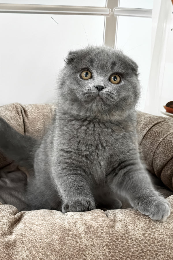 Roswell | Scottish Fold Kitten