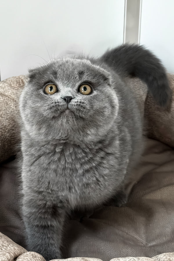 Roswell | Scottish Fold Kitten
