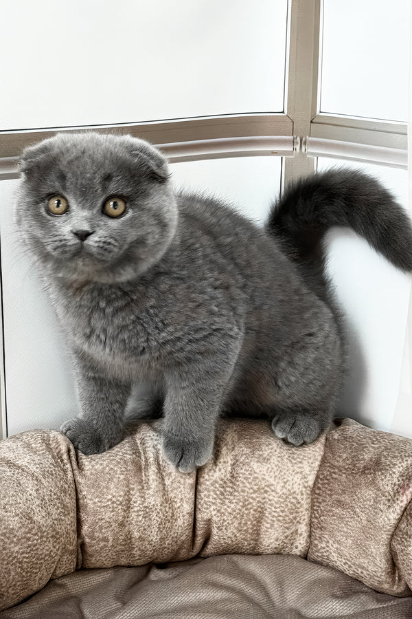 Roswell | Scottish Fold Kitten