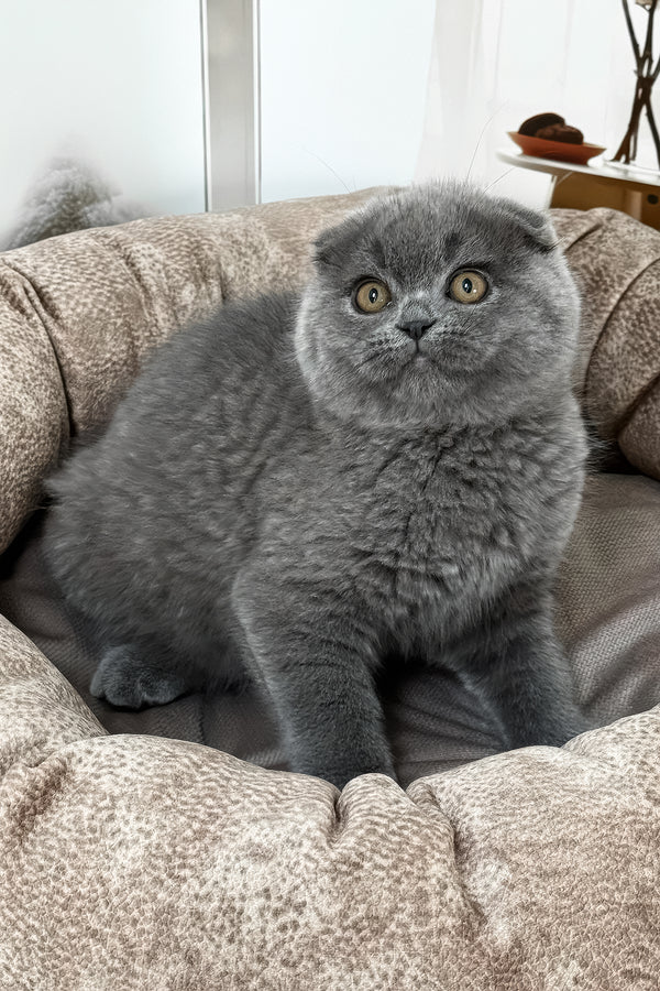Roswell | Scottish Fold Kitten