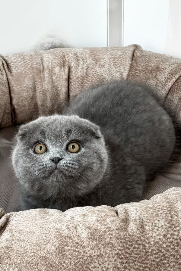 Roswell | Scottish Fold Kitten