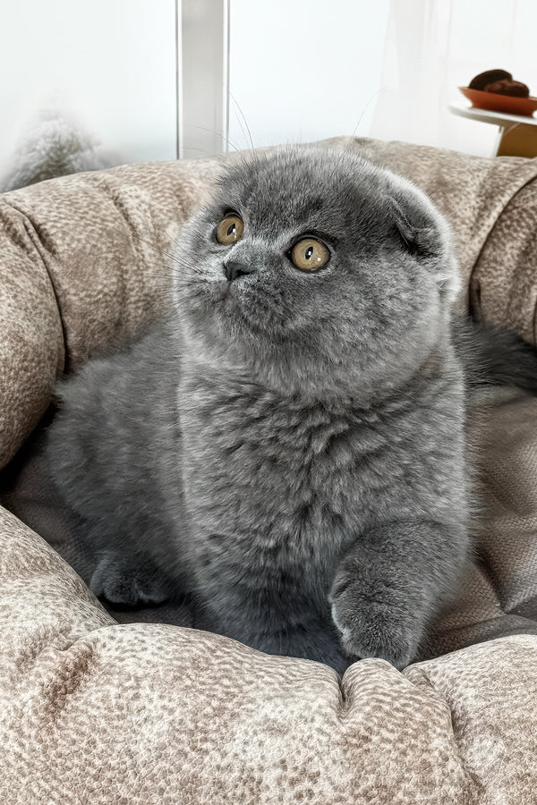 Roswell | Scottish Fold Kitten