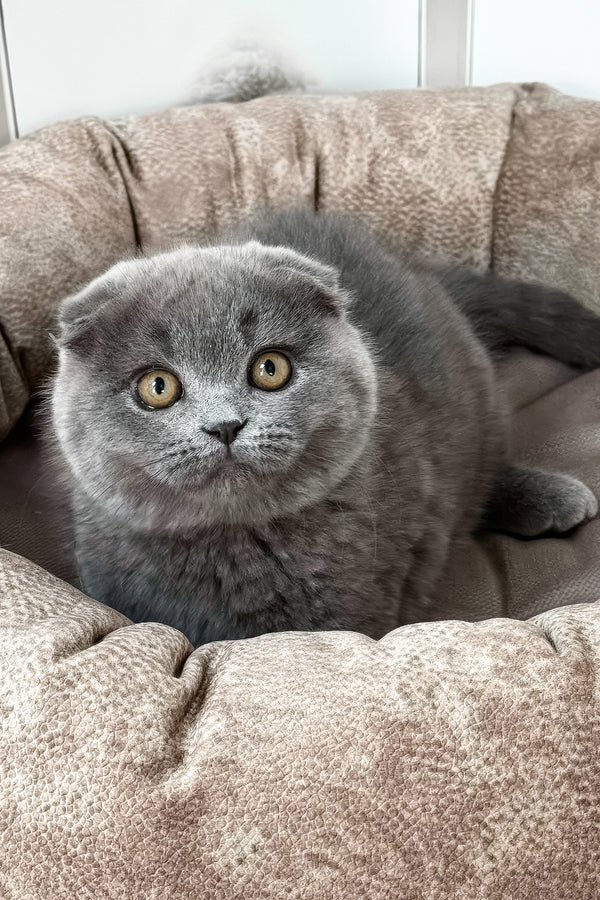 Roswell | Scottish Fold Kitten