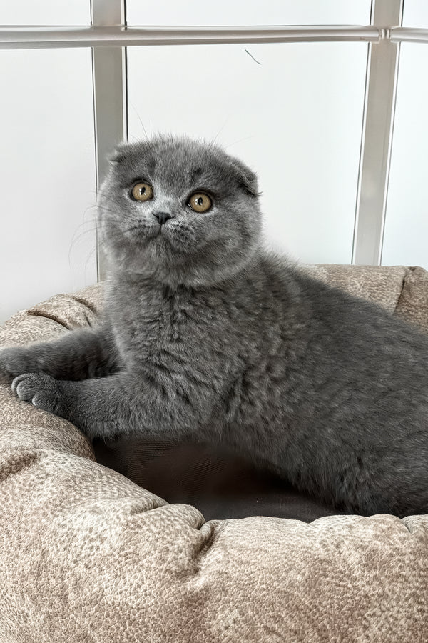 Roswell | Scottish Fold Kitten