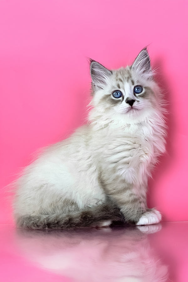 Rowena | Siberian Kitten