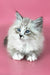 Rowena | Siberian Kitten