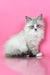 Rowena | Siberian Kitten