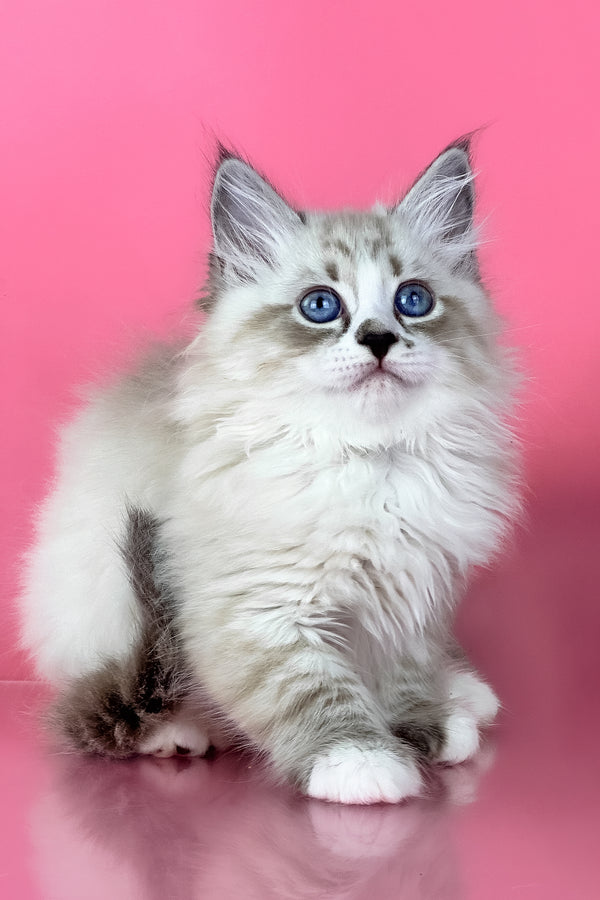 Rowena | Siberian Kitten