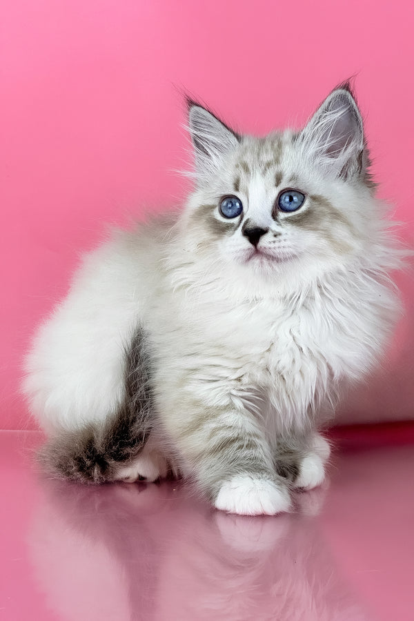 Rowena | Siberian Kitten