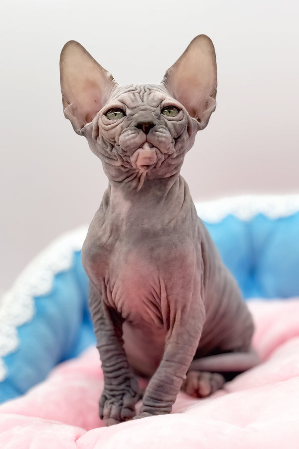 Roxy | Canadian Sphynx Kitten