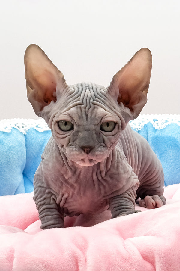 Roxy | Canadian Sphynx Kitten