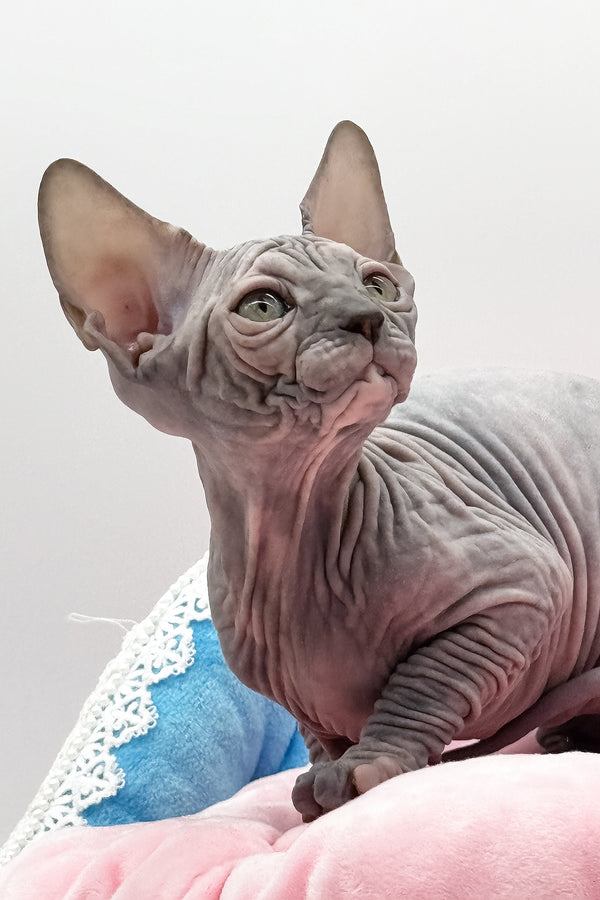 Roxy | Canadian Sphynx Kitten