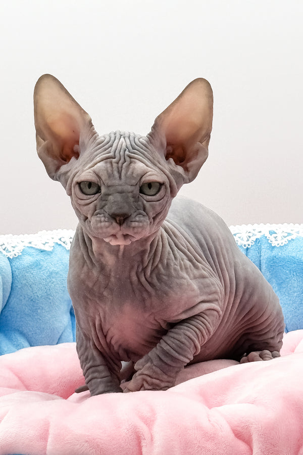 Roxy | Canadian Sphynx Kitten
