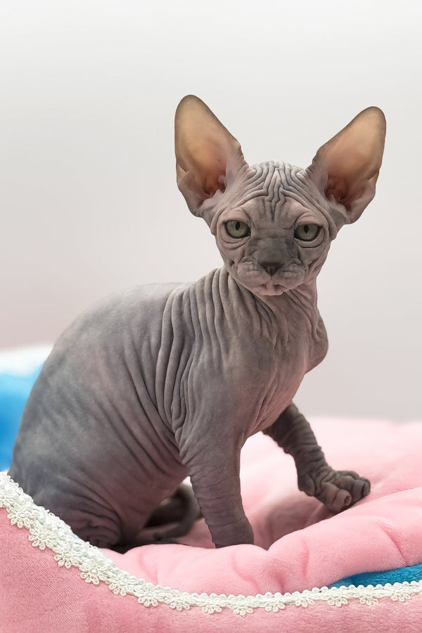 Roxy | Canadian Sphynx Kitten