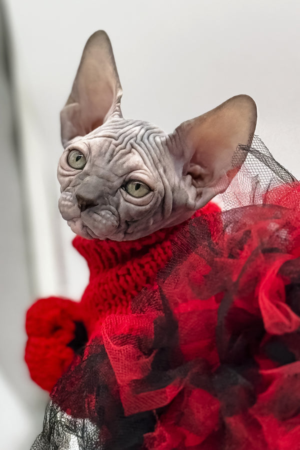 Roxy | Canadian Sphynx Kitten