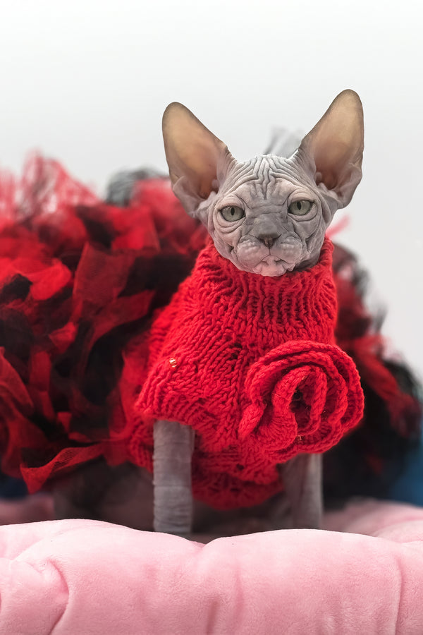 Roxy | Canadian Sphynx Kitten